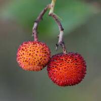 Medronho Frucht